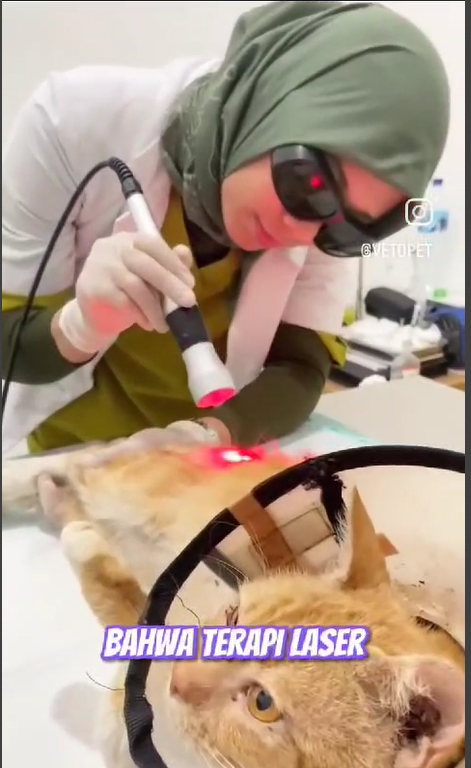 Terapi Laser Vetopet